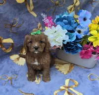Star, a female Cavapoo for sale in Scottsville, VA – 3 of 7