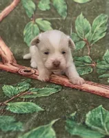 Linen, a male Maltipoo and Havapoo for sale in Scottsville, VA – 2 of 4