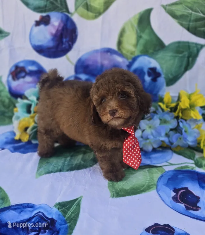Jack, a male Bichon Frise and Poodle - Toy  for sale in Scottsville, VA – 1 of 5
