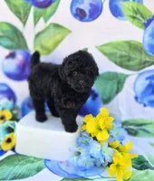 Paddy, a male Maltipoo for sale in Scottsville, VA – 3 of 6