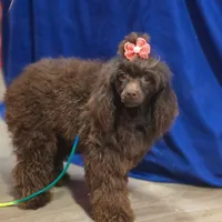 bitsy, a female Poodle - Toy  for sale in Scottsville, VA – 2 of 2