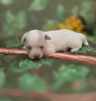 Blanca, a female Maltipoo and Havapoo for sale in Scottsville, VA – 3 of 3
