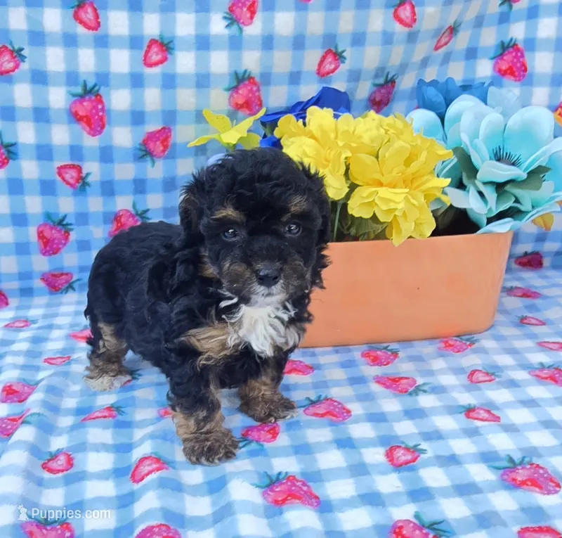 Henry – Yorkipoo puppy for sale in Scottsville, VA