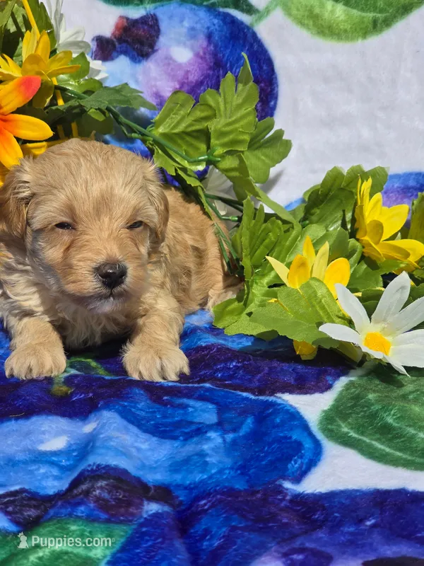 Sloane – Maltipoo puppy for sale in Scottsville, VA