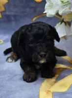 Eclair, a male Cavapoo for sale in Scottsville, VA – 3 of 4