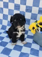 Shade, a male Maltipoo and Havapoo for sale in Scottsville, VA – 2 of 6