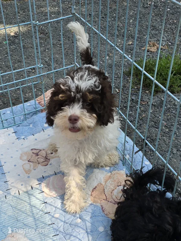 Klarity – Yorkipoo puppy for sale in Scottsville, VA