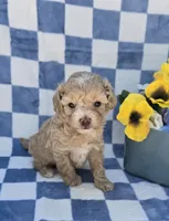 Pooh, a male Maltipoo for sale in Scottsville, VA – 2 of 7