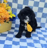 Otter , a male Cavapoo for sale in Scottsville, VA – 4 of 4