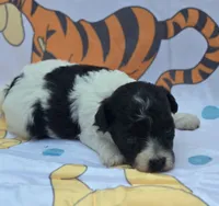 Robin, a female Maltipoo for sale in Scottsville, VA – 7 of 7