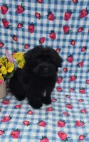 Kaymoi, a female Maltipoo for sale in Scottsville, VA – 2 of 5