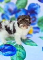 Derby, a male Havapoo for sale in Scottsville, VA – 2 of 10