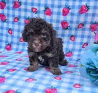Percy , a male Havanese for sale in Scottsville, VA – 2 of 4