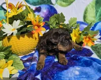 Jewls, a female Maltipoo for sale in Scottsville, VA – 3 of 9