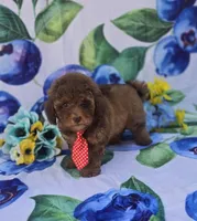 Jack, a male Bichon Frise and Poodle - Toy  for sale in Scottsville, VA – 3 of 5