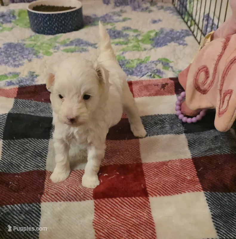 Lynx – Maltipoo puppy for sale in Scottsville, VA