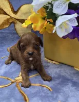 Bali, a male Cavapoo for sale in Scottsville, VA – 1 of 3