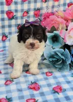 Paisley , a female Havapoo for sale in Scottsville, VA – 1 of 5