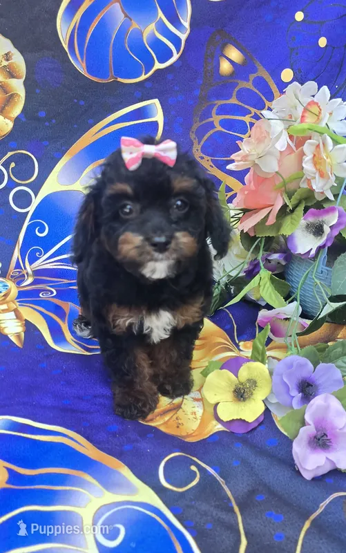 Eclair – Cavapoo puppy for sale in Scottsville, VA