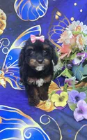 Eclair, a female Cavapoo for sale in Scottsville, VA – 1 of 6