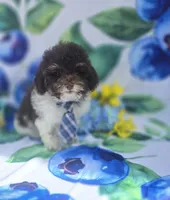 Keebler , a male Havapoo for sale in Scottsville, VA – 4 of 5