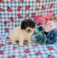 Paisley , a female Havapoo for sale in Scottsville, VA – 5 of 5