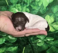 Chex, a male Miniature Goldendoodle for sale in Scottsville, VA – Photo 2 of 4