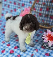 Chex, a male Miniature Goldendoodle for sale in Scottsville, VA – 1 of 4