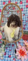Chex, a male Miniature Goldendoodle for sale in Scottsville, VA – 3 of 4