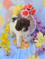 Chex, a male Miniature Goldendoodle for sale in Scottsville, VA – Photo 6 of 6