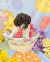Chex, a male Miniature Goldendoodle for sale in Scottsville, VA – Photo 2 of 6