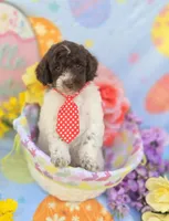 Chex, a male Miniature Goldendoodle for sale in Scottsville, VA – Photo 1 of 6