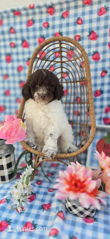 Chex – Miniature Goldendoodle puppy for sale in Scottsville, VA