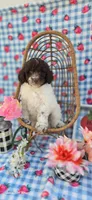 Chex, a male Miniature Goldendoodle for sale in Scottsville, VA – 2 of 4