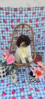 Chex, a male Miniature Goldendoodle for sale in Scottsville, VA – 4 of 4