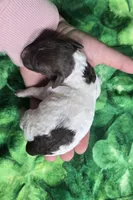 Chex, a male Miniature Goldendoodle for sale in Scottsville, VA – Photo 3 of 4