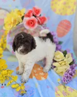 Chex, a male Miniature Goldendoodle for sale in Scottsville, VA – Photo 4 of 6