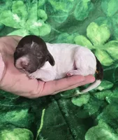 Chex, a male Miniature Goldendoodle for sale in Scottsville, VA – Photo 1 of 4