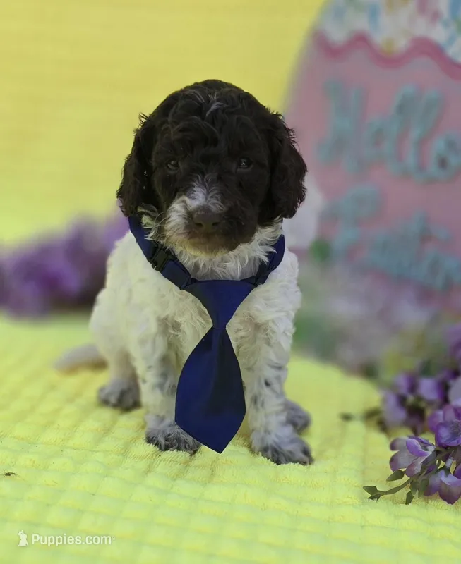 Chex – Miniature Goldendoodle puppy for sale in Scottsville, VA