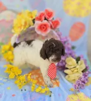 Chex, a male Miniature Goldendoodle for sale in Scottsville, VA – Photo 3 of 6