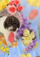 Chex, a male Miniature Goldendoodle for sale in Scottsville, VA – Photo 5 of 6