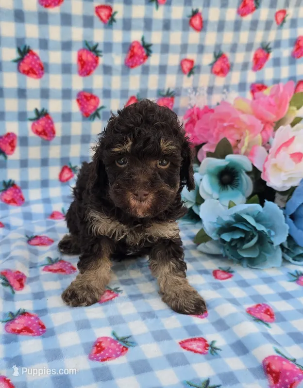 Pax – Havapoo puppy for sale in Scottsville, VA