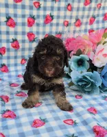 Pax, a male Havapoo for sale in Scottsville, VA – 1 of 3