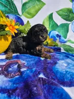 Jade, a female Maltipoo for sale in Scottsville, VA – 2 of 6