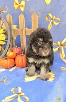 Pax, a male Havanese for sale in Scottsville, VA – 4 of 4