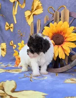 Paisyn , a female Havapoo for sale in Scottsville, VA – 4 of 5