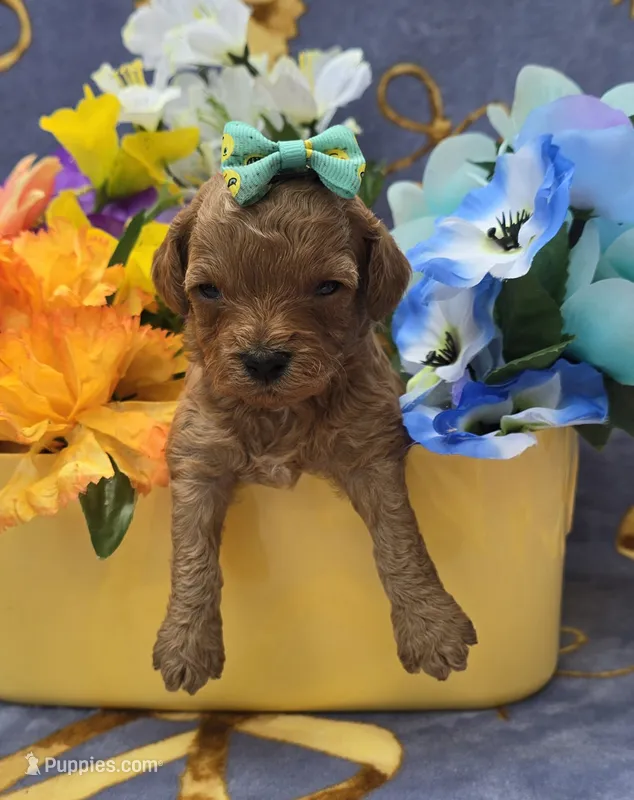 Tropical  – Cavapoo puppy for sale in Scottsville, VA