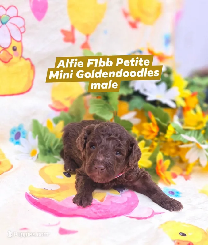 Alfie  – Miniature Goldendoodle puppy for sale in Scottsville, VA