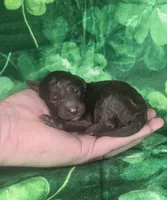 Alfie , a male Miniature Goldendoodle for sale in Scottsville, VA – Photo 1 of 3