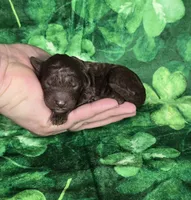 Alfie , a male Miniature Goldendoodle for sale in Scottsville, VA – Photo 3 of 3